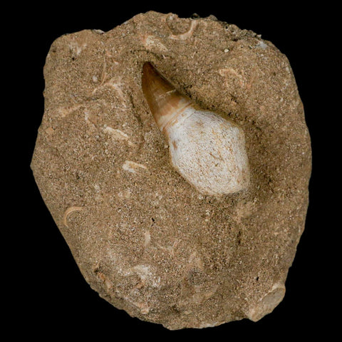 1.8" Halisaurus Mosasaur Fossil Tooth Rooted In Matrix Cretaceous Dinosaur Era COA