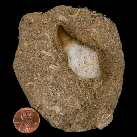 1.8" Halisaurus Mosasaur Fossil Tooth Rooted In Matrix Cretaceous Dinosaur Era COA