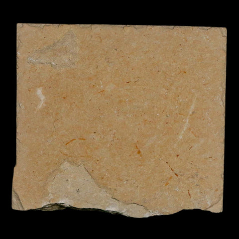 2.2" Fossil Shrimp Carpopenaeus Cretaceous Age 100 Mil Yrs Old Lebanon COA - Fossil Age Minerals