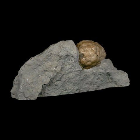 1.4" Holocystites Sp Crinoid In Matrix Fossil Silurian Age Osgood Shale Napoleon Indiana - Fossil Age Minerals