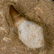 2.1" Halisaurus Mosasaur Fossil Tooth Rooted In Matrix Cretaceous Dinosaur Era COA