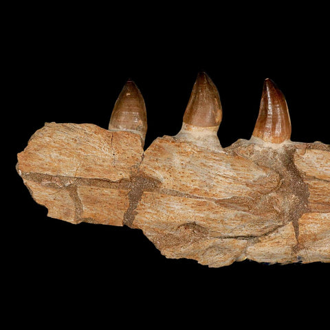 12.2" Mosasaur Prognathodon Fossil Jaw Section Teeth Cretaceous Dinosaur Era COA
