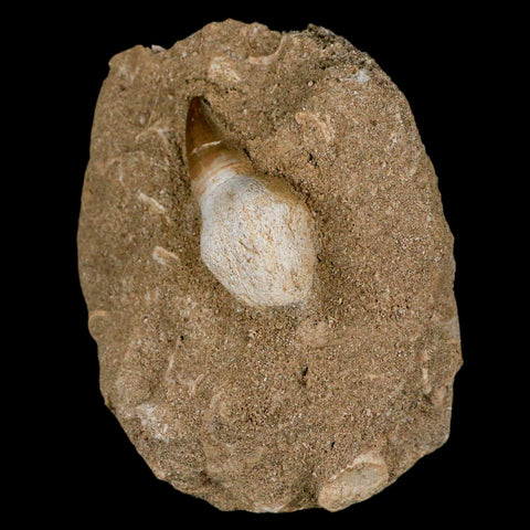 1.8" Halisaurus Mosasaur Fossil Tooth Rooted In Matrix Cretaceous Dinosaur Era COA