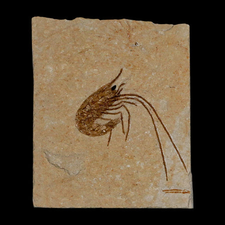 1.5" Fossil Shrimp Carpopenaeus Cretaceous Age 100 Mil Yrs Old Lebanon COA
