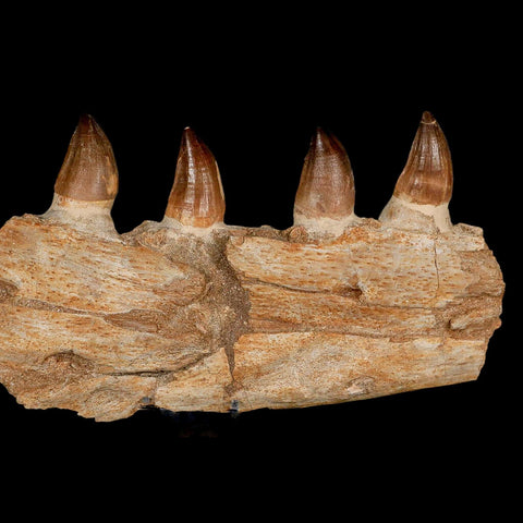 12.2" Mosasaur Prognathodon Fossil Jaw Section Teeth Cretaceous Dinosaur Era COA