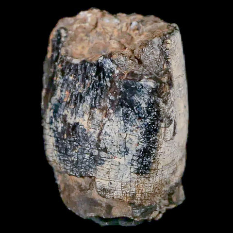 0.9" Jobaria Sauropod Fossil Tooth Middle Jurassic Age Dinosaur Tiourarén FM Niger - Fossil Age Minerals