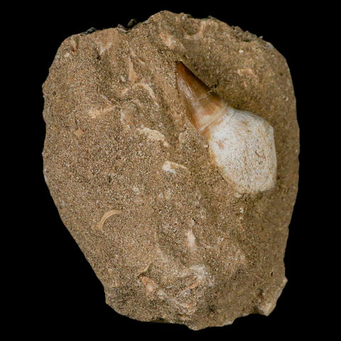 1.8" Halisaurus Mosasaur Fossil Tooth Rooted In Matrix Cretaceous Dinosaur Era COA