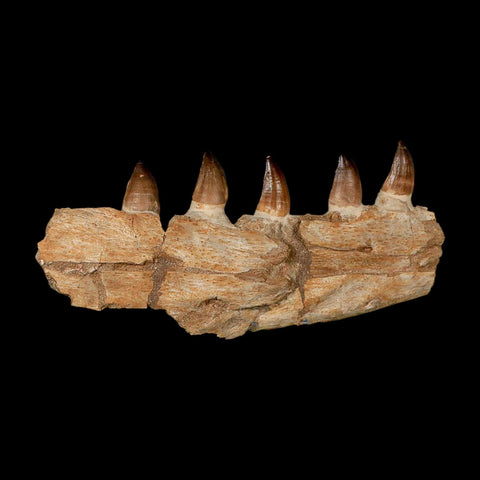 12.2" Mosasaur Prognathodon Fossil Jaw Section Teeth Cretaceous Dinosaur Era COA