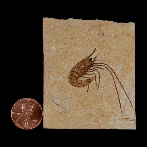 1.5" Fossil Shrimp Carpopenaeus Cretaceous Age 100 Mil Yrs Old Lebanon COA - Fossil Age Minerals