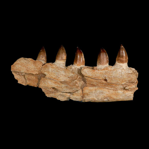 12.2" Mosasaur Prognathodon Fossil Jaw Section Teeth Cretaceous Dinosaur Era COA