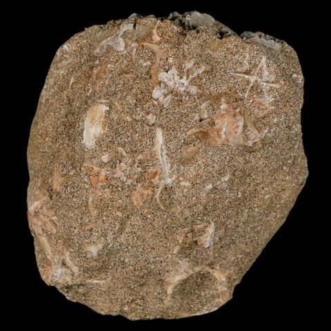 1.8" Halisaurus Mosasaur Fossil Tooth Rooted In Matrix Cretaceous Dinosaur Era COA