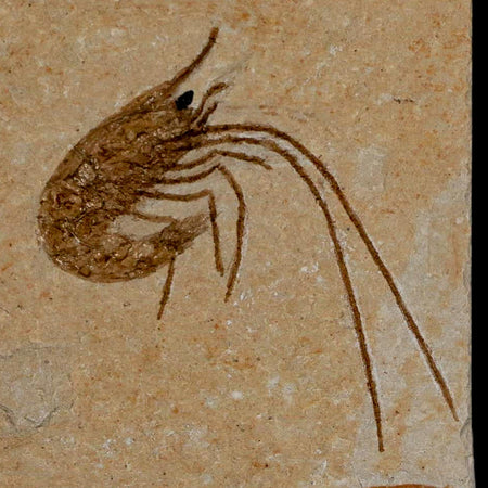 1.5" Fossil Shrimp Carpopenaeus Cretaceous Age 100 Mil Yrs Old Lebanon COA