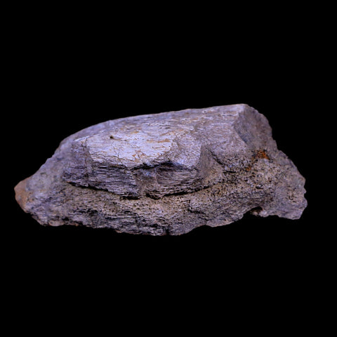3.5" Triceratops Fossil Frill Edge Bone Lance Creek FM Cretaceous Dinosaur WY COA - Fossil Age Minerals