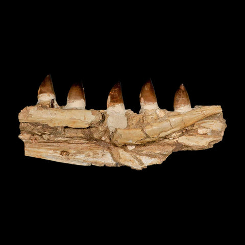 12.2" Mosasaur Prognathodon Fossil Jaw Section Teeth Cretaceous Dinosaur Era COA