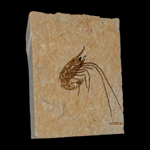 1.5" Fossil Shrimp Carpopenaeus Cretaceous Age 100 Mil Yrs Old Lebanon COA - Fossil Age Minerals