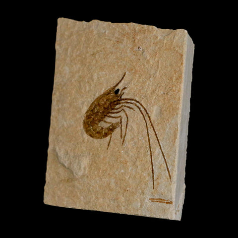 1.5" Fossil Shrimp Carpopenaeus Cretaceous Age 100 Mil Yrs Old Lebanon COA - Fossil Age Minerals