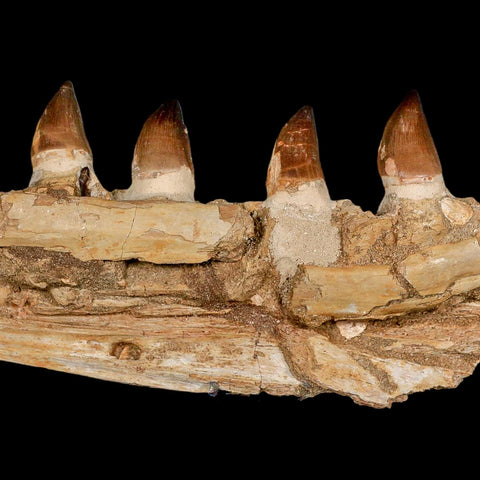 12.2" Mosasaur Prognathodon Fossil Jaw Section Teeth Cretaceous Dinosaur Era COA