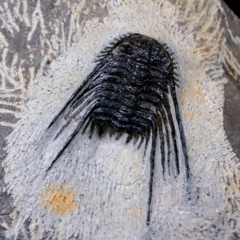 1.4" Leonaspis Sp Spiny Trilobite Fossil Morocco Devonian Age 400 Mil Yrs Old COA - Fossil Age Minerals