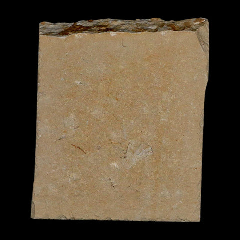 1.5" Fossil Shrimp Carpopenaeus Cretaceous Age 100 Mil Yrs Old Lebanon COA - Fossil Age Minerals