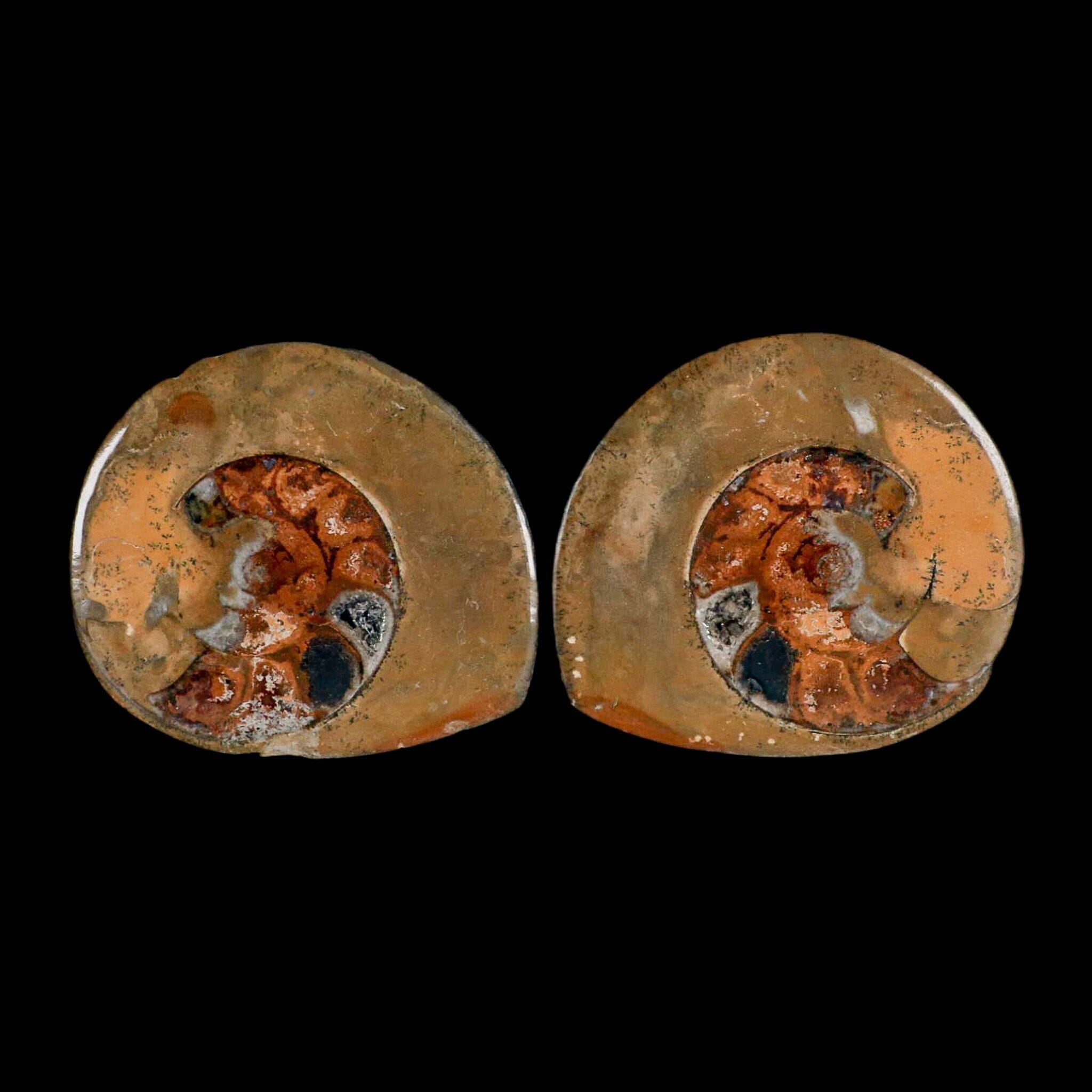 3" Goniatite Ammonite Fossil Polished, Cut Half's Erfoud Morocco Devonian Age COA - Fossil Age Minerals