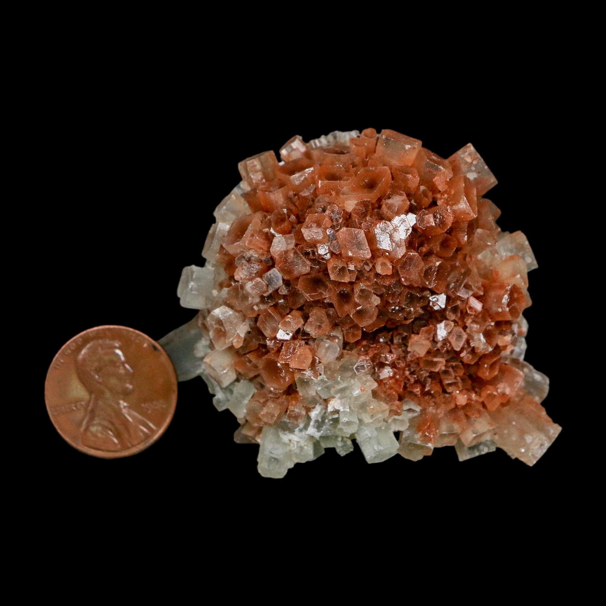 2.2" Aragonite Mineral Two Tone Crystal Cluster Specimen Tazouta Morocco - Fossil Age Minerals