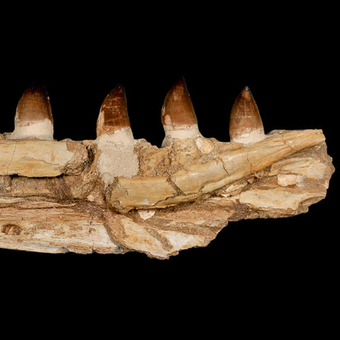 12.2" Mosasaur Prognathodon Fossil Jaw Section Teeth Cretaceous Dinosaur Era COA