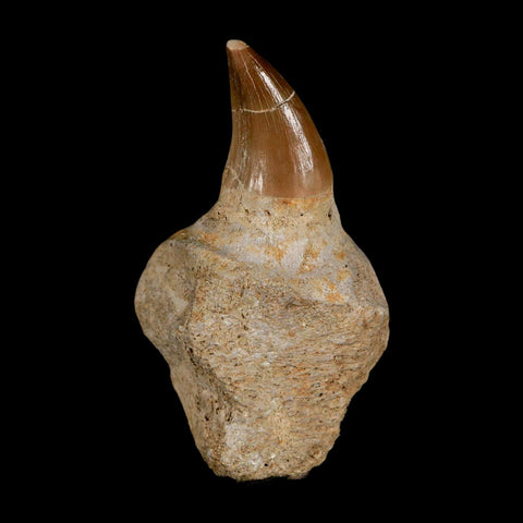 2.9" Halisaurus Mosasaur Fossil Tooth Jaw Section Cretaceous Dinosaur Era COA