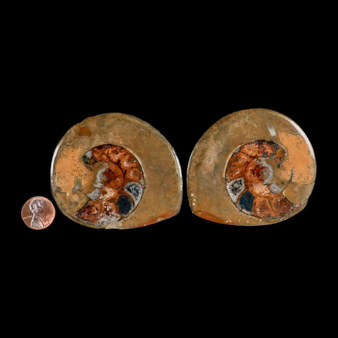 3" Goniatite Ammonite Fossil Polished, Cut Half's Erfoud Morocco Devonian Age COA - Fossil Age Minerals