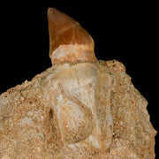 2.9" Mosasaur Prognathodon Fossil Tooth Rooted In Matrix Cretaceous Dinosaur Era