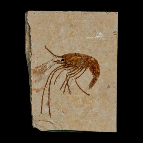 1.5" Fossil Shrimp Carpopenaeus Cretaceous Age 100 Mil Yrs Old Lebanon COA - Fossil Age Minerals