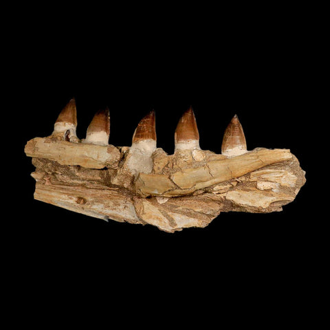 12.2" Mosasaur Prognathodon Fossil Jaw Section Teeth Cretaceous Dinosaur Era COA