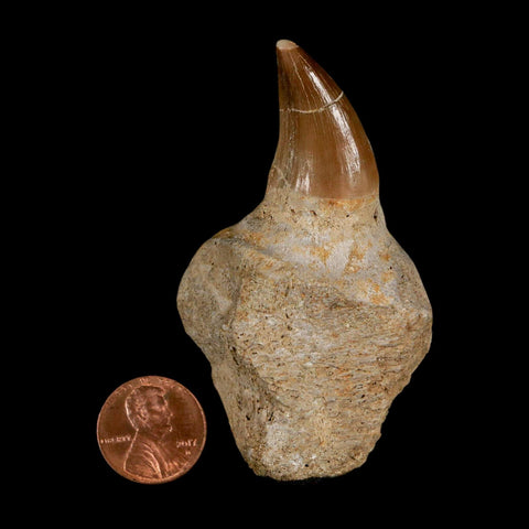 2.9" Halisaurus Mosasaur Fossil Tooth Jaw Section Cretaceous Dinosaur Era COA