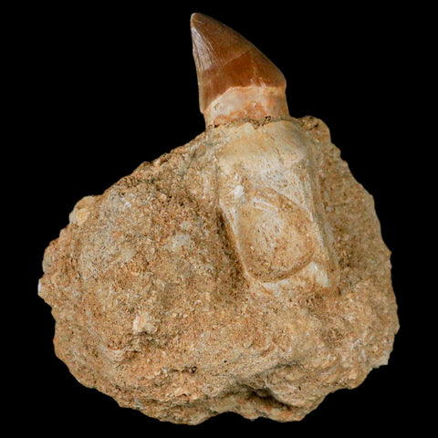 2.9" Mosasaur Prognathodon Fossil Tooth Rooted In Matrix Cretaceous Dinosaur Era