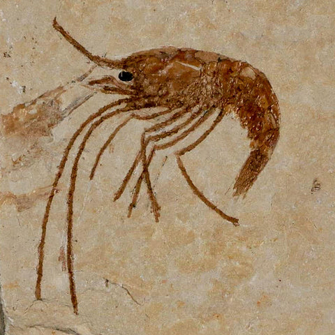 1.5" Fossil Shrimp Carpopenaeus Cretaceous Age 100 Mil Yrs Old Lebanon COA - Fossil Age Minerals