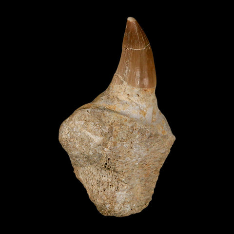2.9" Halisaurus Mosasaur Fossil Tooth Jaw Section Cretaceous Dinosaur Era COA