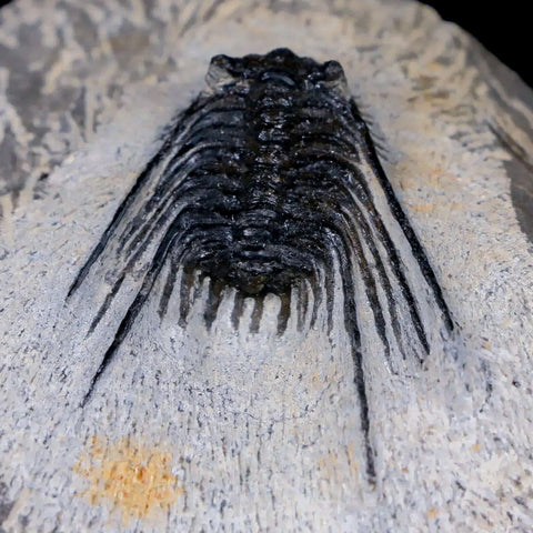 1.4" Leonaspis Sp Spiny Trilobite Fossil Morocco Devonian Age 400 Mil Yrs Old COA - Fossil Age Minerals