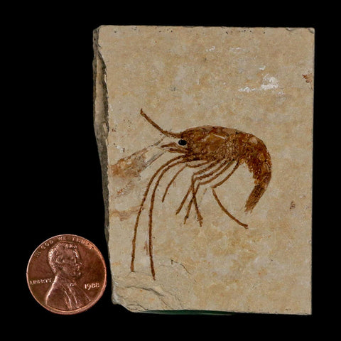 1.5" Fossil Shrimp Carpopenaeus Cretaceous Age 100 Mil Yrs Old Lebanon COA - Fossil Age Minerals