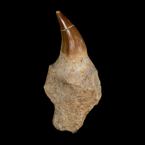 2.9" Halisaurus Mosasaur Fossil Tooth Jaw Section Cretaceous Dinosaur Era COA