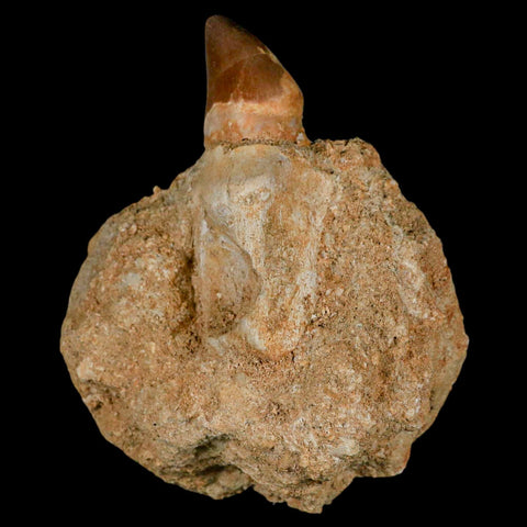 2.9" Mosasaur Prognathodon Fossil Tooth Rooted In Matrix Cretaceous Dinosaur Era