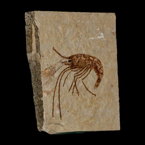 1.5" Fossil Shrimp Carpopenaeus Cretaceous Age 100 Mil Yrs Old Lebanon COA - Fossil Age Minerals