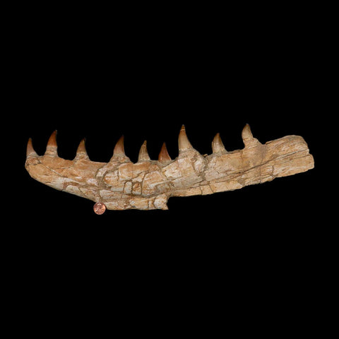 17.2" Mosasaur Prognathodon Fossil Jaw Section Teeth Cretaceous Dinosaur Era COA