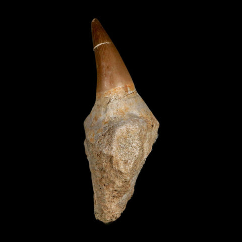 2.9" Halisaurus Mosasaur Fossil Tooth Jaw Section Cretaceous Dinosaur Era COA