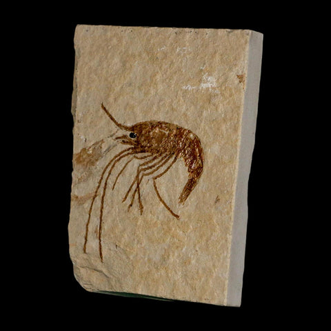 1.5" Fossil Shrimp Carpopenaeus Cretaceous Age 100 Mil Yrs Old Lebanon COA - Fossil Age Minerals