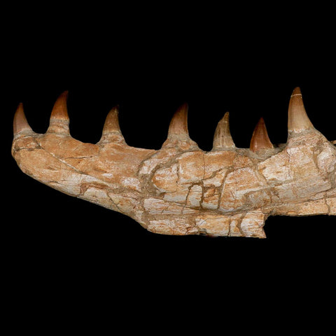17.2" Mosasaur Prognathodon Fossil Jaw Section Teeth Cretaceous Dinosaur Era COA