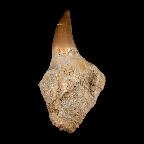 2.9" Halisaurus Mosasaur Fossil Tooth Jaw Section Cretaceous Dinosaur Era COA