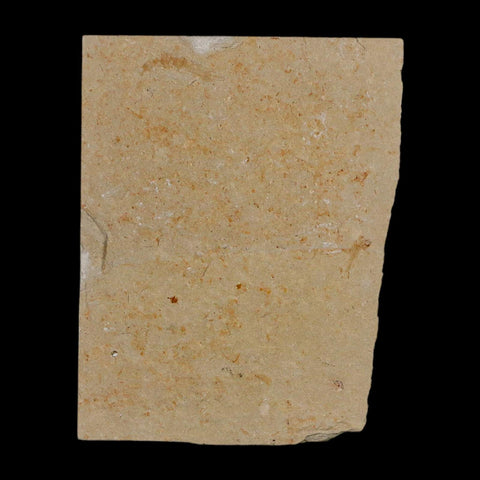 1.5" Fossil Shrimp Carpopenaeus Cretaceous Age 100 Mil Yrs Old Lebanon COA - Fossil Age Minerals