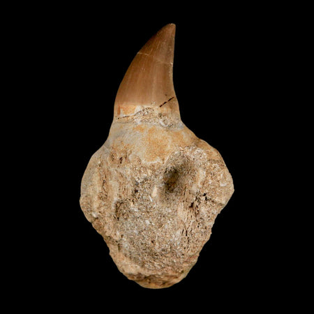 2.9" Halisaurus Mosasaur Fossil Tooth Jaw Section Cretaceous Dinosaur Era COA