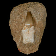 2.4" Mosasaur Prognathodon Fossil Tooth Rooted In Matrix Cretaceous Dinosaur Era