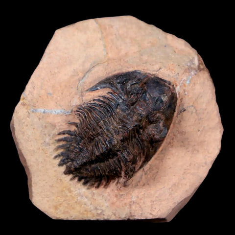 1.5" Metacanthina Issoumourensis Trilobite Fossil Devonian Age 400 Mil Yrs Old COA - Fossil Age Minerals