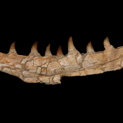 17.2" Mosasaur Prognathodon Fossil Jaw Section Teeth Cretaceous Dinosaur Era COA